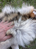 Gorgeous Timber Wolf!  With Legs and Feet, 63" W13 (Copy)