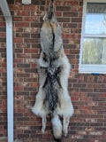 Huuuuge Timber Wolf, with Legs and Feet, 77" W24