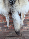 Huuuuge Timber Wolf, with Legs and Feet, 77" W24