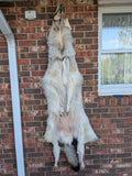 Huuuuge Timber Wolf, with Legs and Feet, 77" W24
