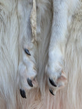Huuuuge Timber Wolf, with Legs and Feet, 77" W24