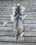 Huuuuge Timber Wolf, with Legs and Feet, 77" W24