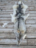 Huuuuge Timber Wolf, with Legs and Feet, 77" W24