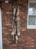 Beautiful, Well Furred Timber Wolf!  With Legs and Feet, 58" W23
