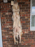 Beautiful, Well Furred Timber Wolf!  With Legs and Feet, 58" W23