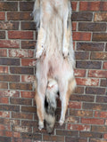 Beautiful, Well Furred Timber Wolf!  With Legs and Feet, 58" W23