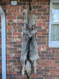 Stunning well Furred Timber Wolf!   With Legs and Feet, 60" W26