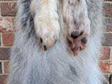 Stunning well Furred Timber Wolf!   With Legs and Feet, 60" W26