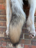 Stunning well Furred Timber Wolf!   With Legs and Feet, 60" W26