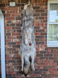 Stunning well Furred Timber Wolf!   With Legs and Feet, 60" W26