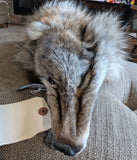 Stunning well Furred Timber Wolf!   With Legs and Feet, 60" W26
