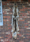 Stunning well Furred Timber Wolf!   With Legs and Feet, 60" W18