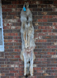 Stunning well Furred Timber Wolf!   With Legs and Feet, 60" W18