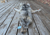Stunning well Furred Timber Wolf!   With Legs and Feet, 63" W11