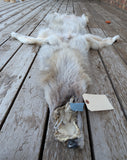 Stunning well Furred Timber Wolf!   With Legs and Feet, 63" W11