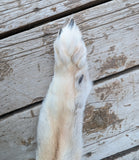 Stunning well Furred Timber Wolf!   With Legs and Feet, 63" W11