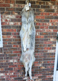 Stunning well Furred Timber Wolf!   With Legs and Feet, 63" W11