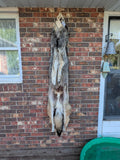 XXL Timber Wolf!   With Legs and Feet, 64" W22 (Copy)