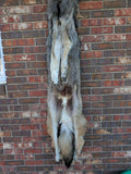 XXL Timber Wolf!   With Legs and Feet, 64" W22 (Copy)