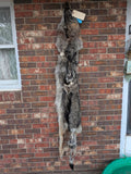 Damaged XXL Timber Wolf!   With Legs and Feet, 71" W20