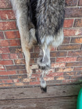Damaged XXL Timber Wolf!   With Legs and Feet, 71" W20