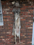 Damaged XXL Timber Wolf!   With Legs and Feet, 71" W20