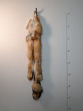 Red Fox for sewing SB6
