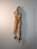 Red Fox for sewing SB8