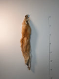 Red Fox for sewing SB7