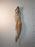Red Fox for sewing SB7