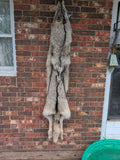Arctic Timber Wolf!   With Legs and Feet, 71" W29
