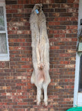 Arctic Timber Wolf!   With Legs and Feet, 71" W29