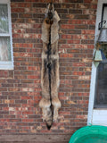 Timber Wolf!   With Legs and Feet, 72" W30
