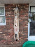 Timber Wolf!   With Legs and Feet, 72" W30