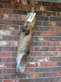Red Fox for sewing SB16