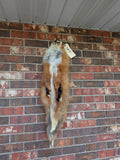 Red Fox for sewing SB17