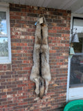Timber Wolf!   With Legs and Feet, 64" W31