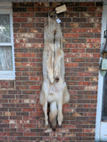 Timber Wolf!   With Legs and Feet, 64" W31