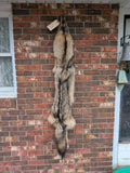 Timber Wolf!   With Legs and Feet, 64" W32