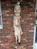 Timber Wolf!   With Legs and Feet, 64" W32