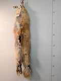 Red Fox for sewing SB49