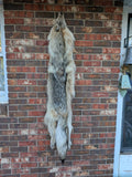 Timber Wolf!   With Legs and Feet, 58" W33