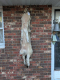 Timber Wolf!   With Legs and Feet, 58" W33