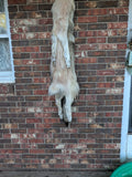 Timber Wolf!   With Legs and Feet, 58" W33