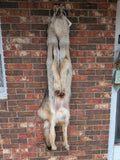 Timber Wolf!   With Legs and Feet, 65" W34