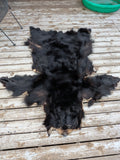 Black Bear, very large and well furred. 73" nose to tail BR1