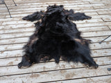 Black Bear, very large and well furred. 73" nose to tail BR1
