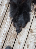 Black Bear, very large and well furred. 73" nose to tail BR1