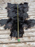 Black Bear, very large and well furred. 73" nose to tail BR1