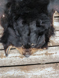 Black Bear, very large and well furred. 73" nose to tail BR1